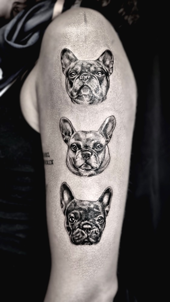 Drei Portraits Französische Bulldoggen von Inga